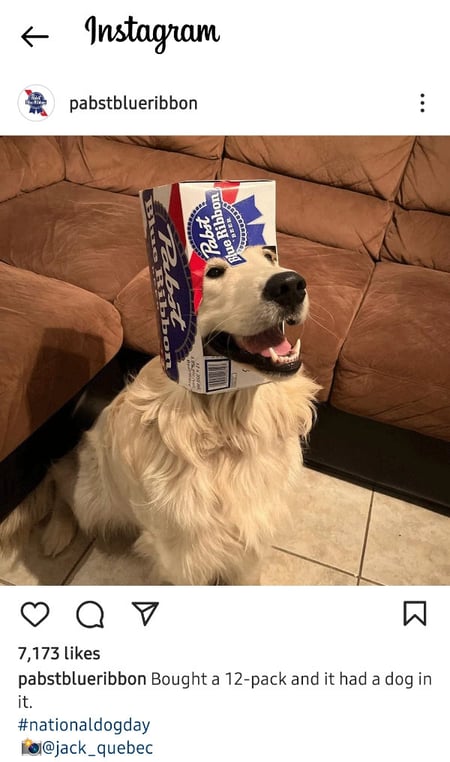 An Instagram Post By Pabst Blue Ribbon Of A Dog With An Empty Case Of Pabst Beer On Its Head.