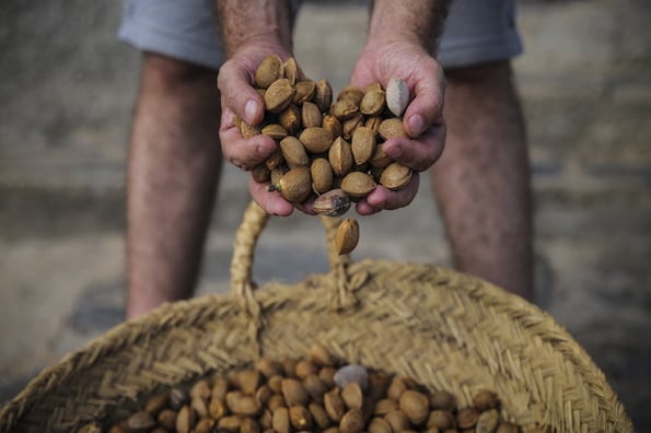 man holding handful of almonds demonstrating how google works in a nutshell