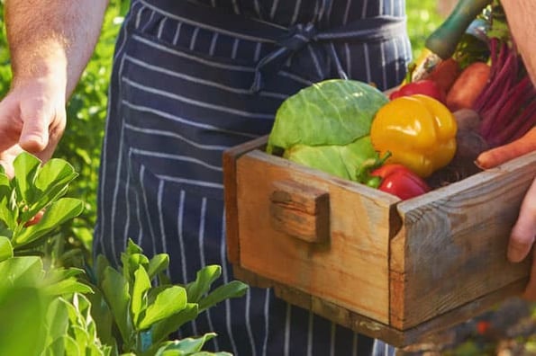 A daily harvest farming partner collects healthy crops for the company.