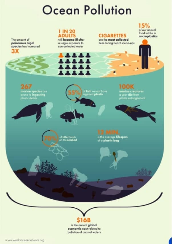 infographic example: stephanie phung