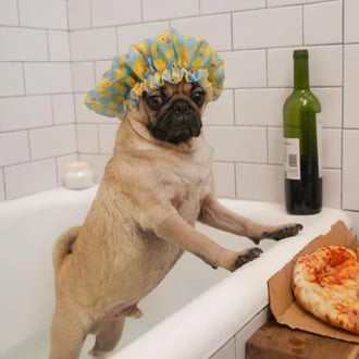 Doug the Pug instagram