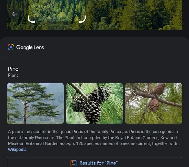 how to reverse image search: google lens providing snippet from wikipedia on pine trees based on selected portion of image