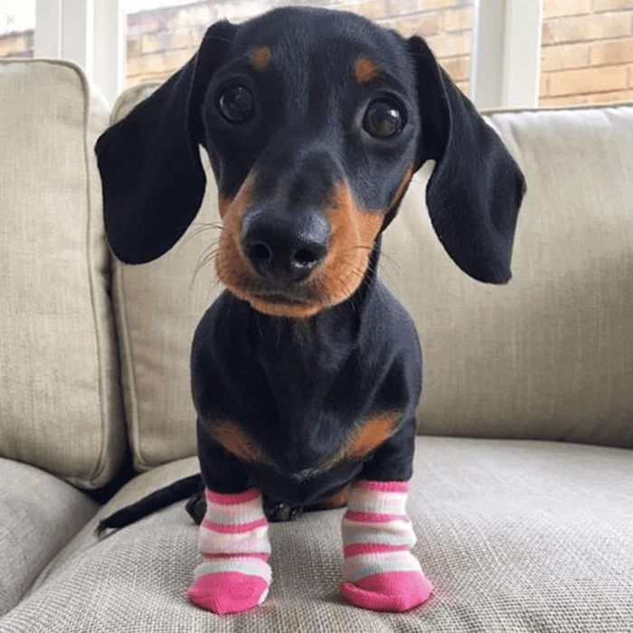 puppy wearing socks
