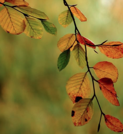 Hojas de otoño - colores análogos