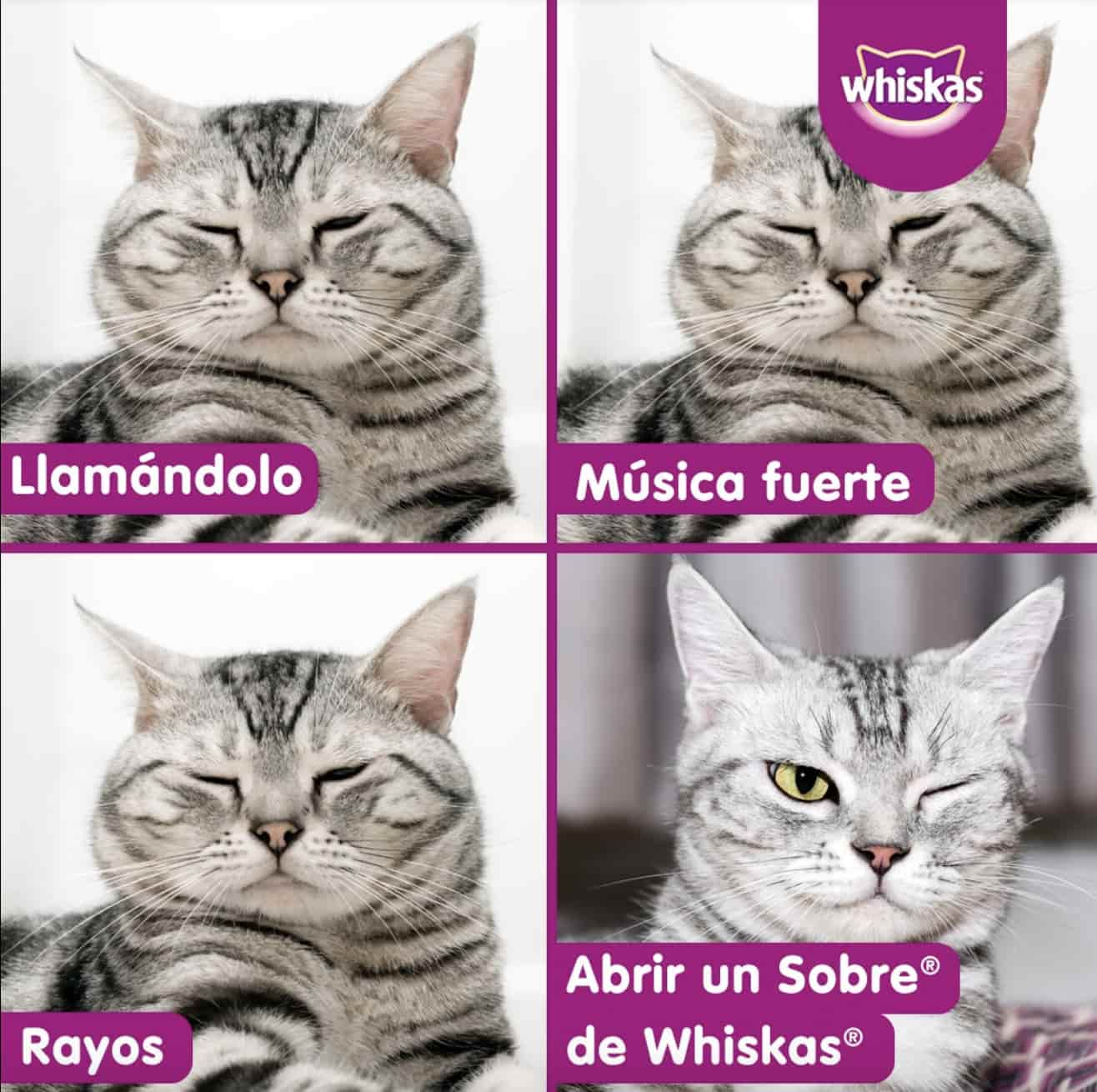 Ejemplo de meme marketing: Whiskas